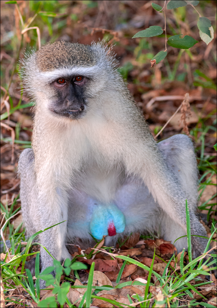 Zambia 20080419 20 231