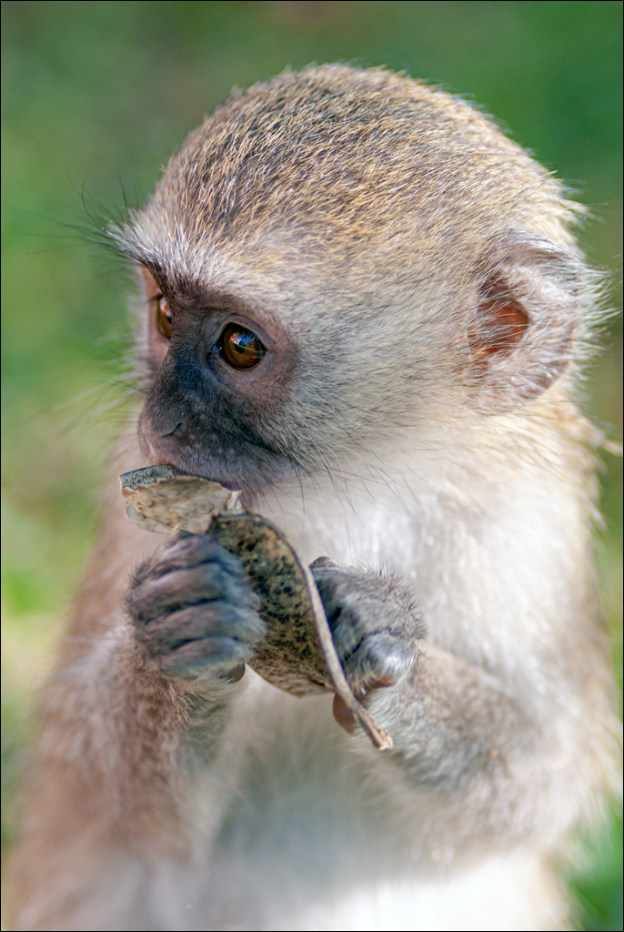 Zambia 20080419 20 233