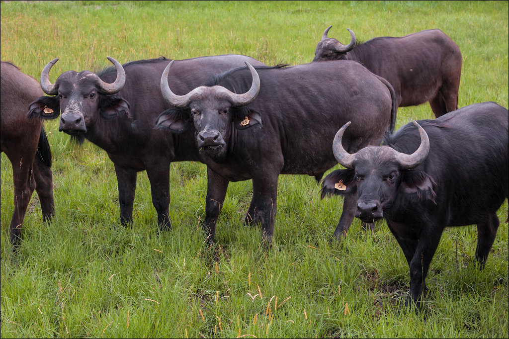 Zambia Chaminuka dec2006 129