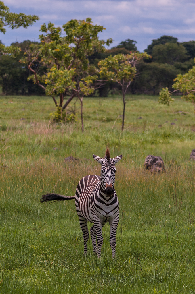 Zambia Chaminuka dec2006 130