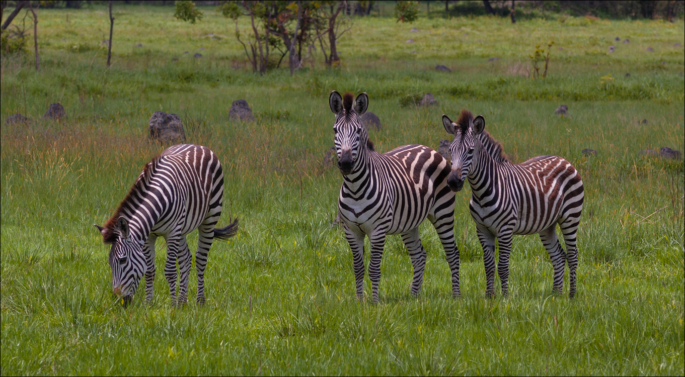 Zambia Chaminuka dec2006 134