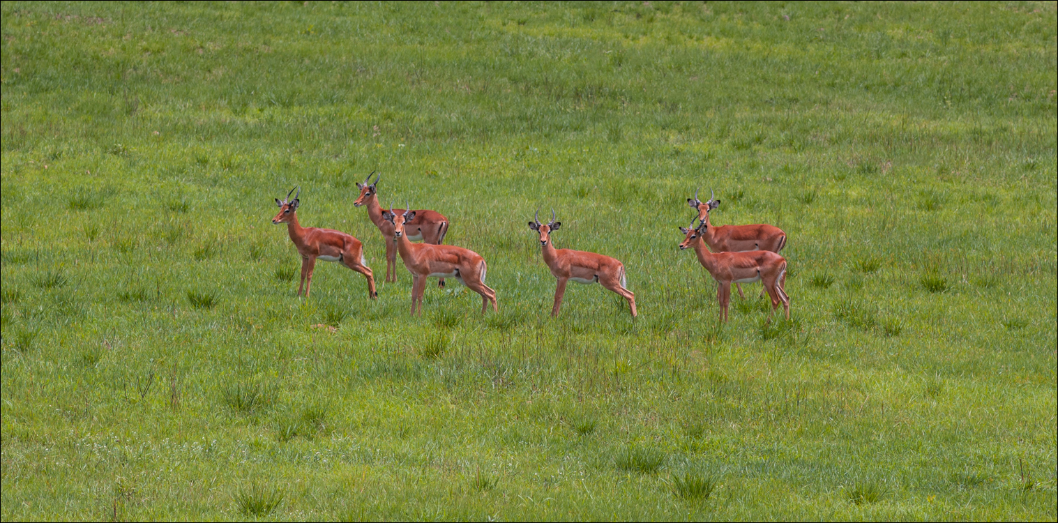 Zambia Chaminuka dec2006 141